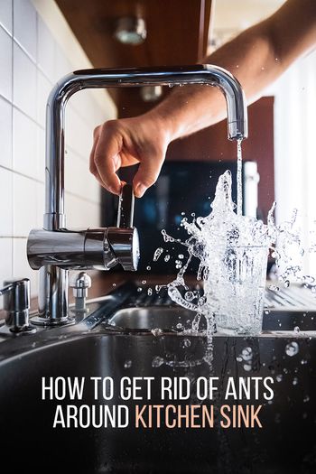 Image of How to Get Rid of Ants Around Kitchen Sink