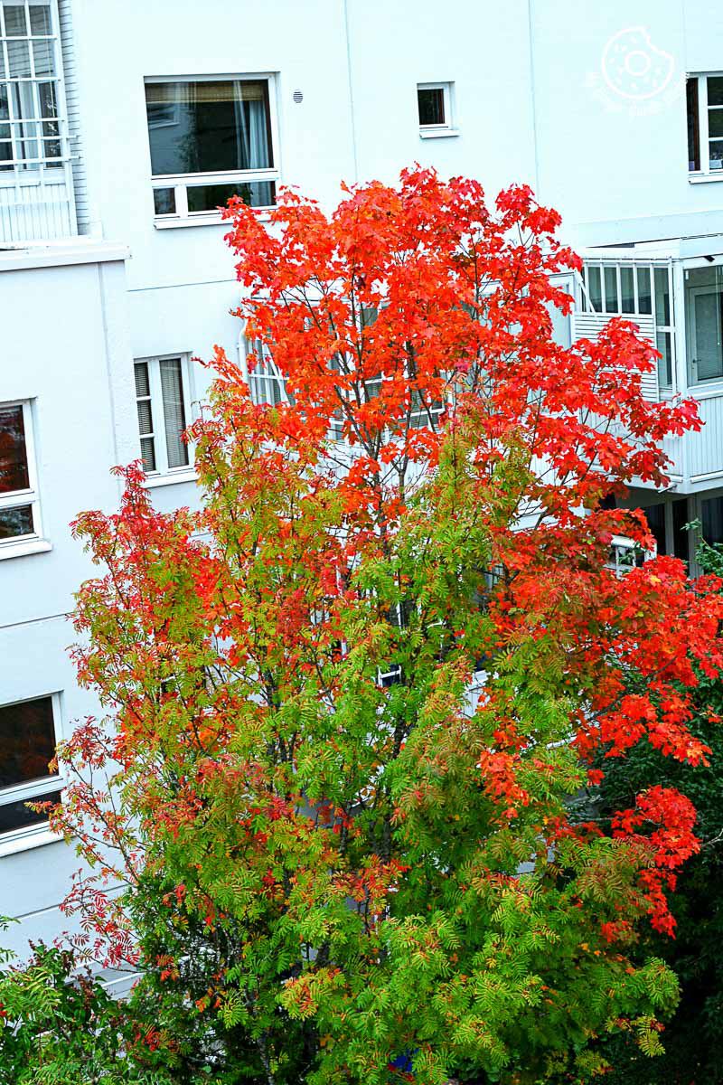 a red tree in front of a white building